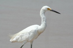 Egretta thula