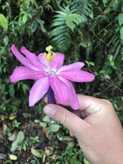 Passiflora cumbalensis