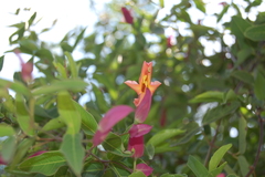 Dolichandra cynanchoides