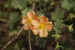 Modiolastrum malvifolium