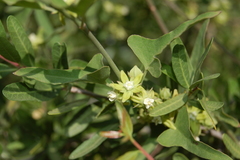 Araujia brachystephana