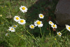 Matricaria