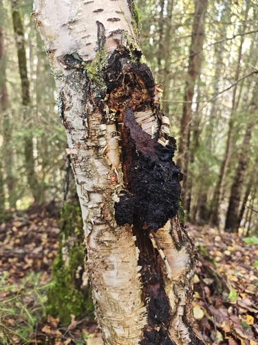 chaga