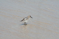 Calidris alba