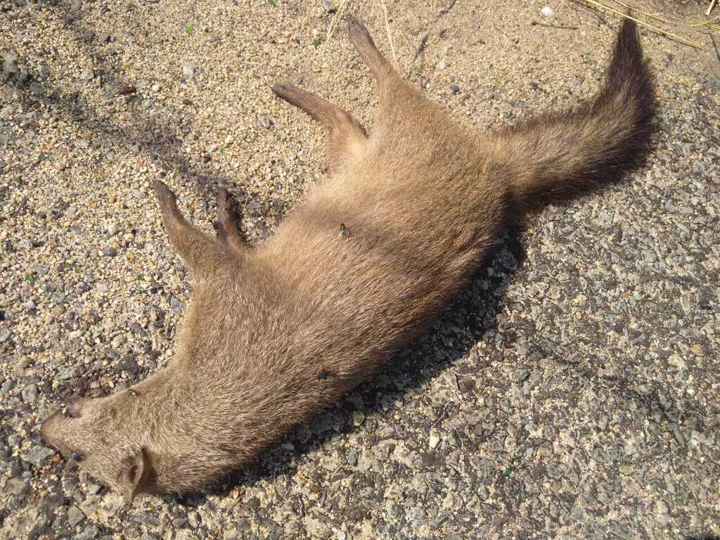 Meller's Mongoose