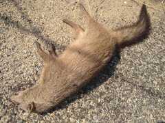 Meller's Mongoose