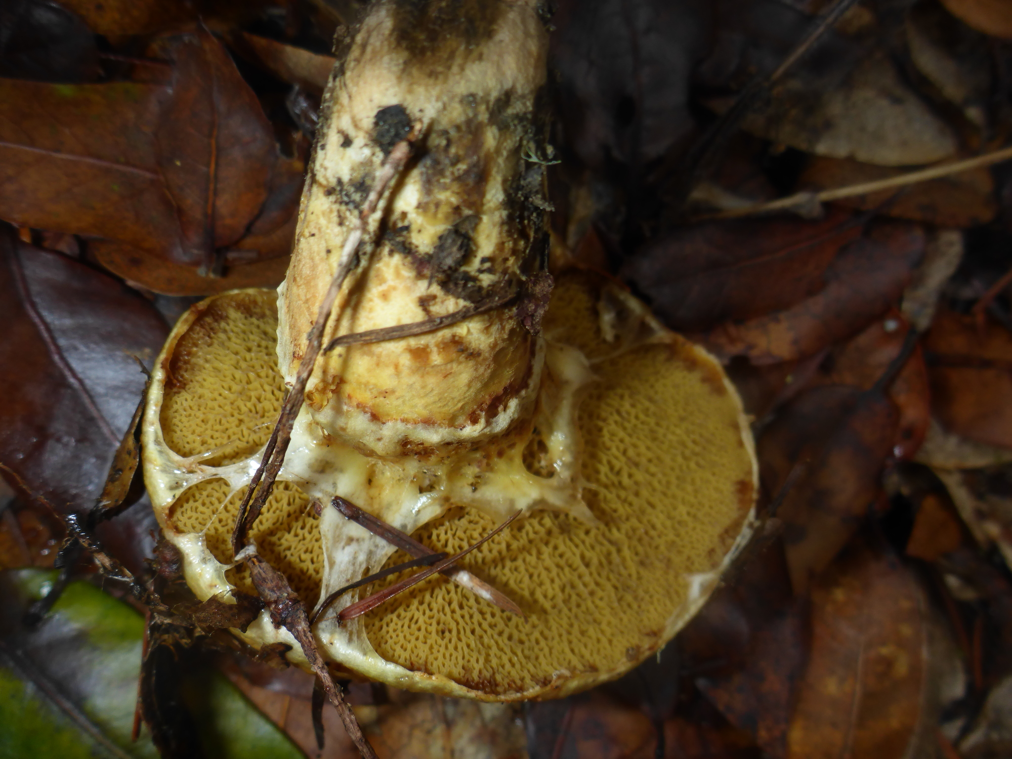 Suillus caerulescens image
