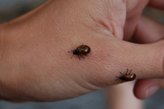 Plagiodera erythroptera
