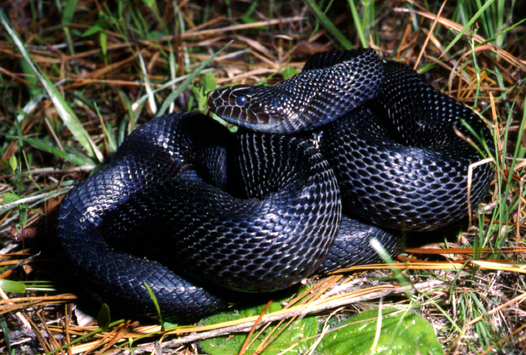 Black Pine Snake