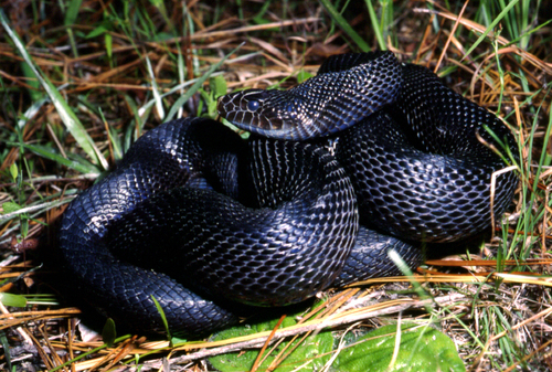 Black Pine Snake