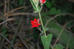 Oxypetalum coccineum