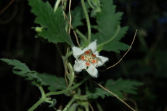 Caiophora cernua
