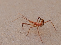 Zelus cervicalis