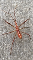Zelus cervicalis