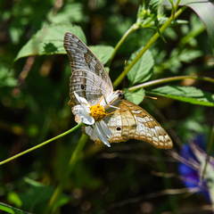 Anartia jatrophae luteipicta