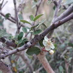 Malacomeles denticulata