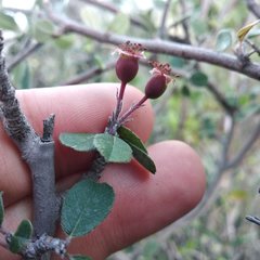 Malacomeles denticulata