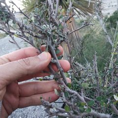 Malacomeles denticulata