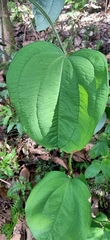 Smilax bracteata
