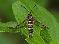 Carmenta tildeni