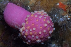 Alcyonium variabile