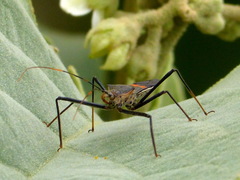 Zelus janus