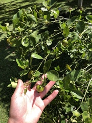 Citrus × microcarpa