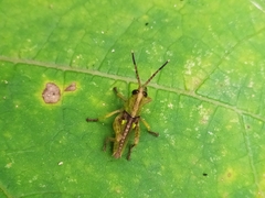 Acrididae