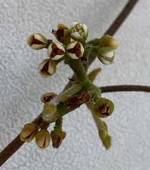Cassytha racemosa