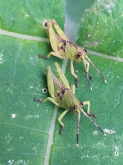 Acrididae