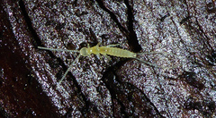 Diplura