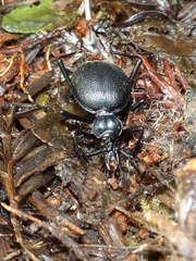 Scaphinotus interruptus