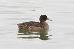 Heteronetta atricapilla