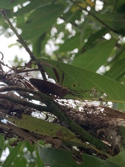 Pseudomictis obtusispinus