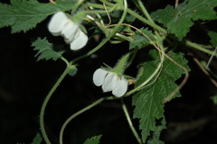 Caiophora cernua