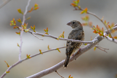 Amadina erythrocephala