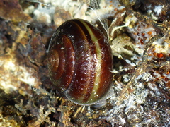 Helminthoglypta sequoicola