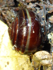 Helminthoglypta sequoicola