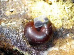 Helminthoglypta sequoicola
