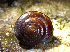 Helminthoglypta sequoicola