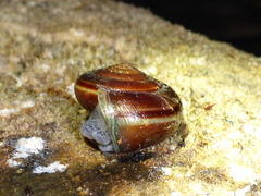 Helminthoglypta sequoicola