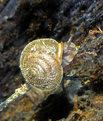 Vespericola armigera