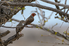 Amadina erythrocephala