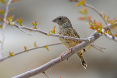 Amadina erythrocephala
