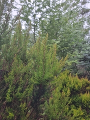 Erica canariensis