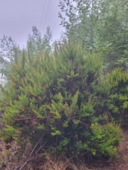 Erica canariensis, photograph Vítor Jorge, CC BY, iNaturalist via GBIF