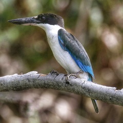 Todiramphus sordidus