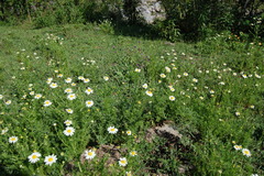 Matricaria