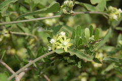 Araujia brachystephana