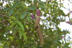 Dolichandra cynanchoides